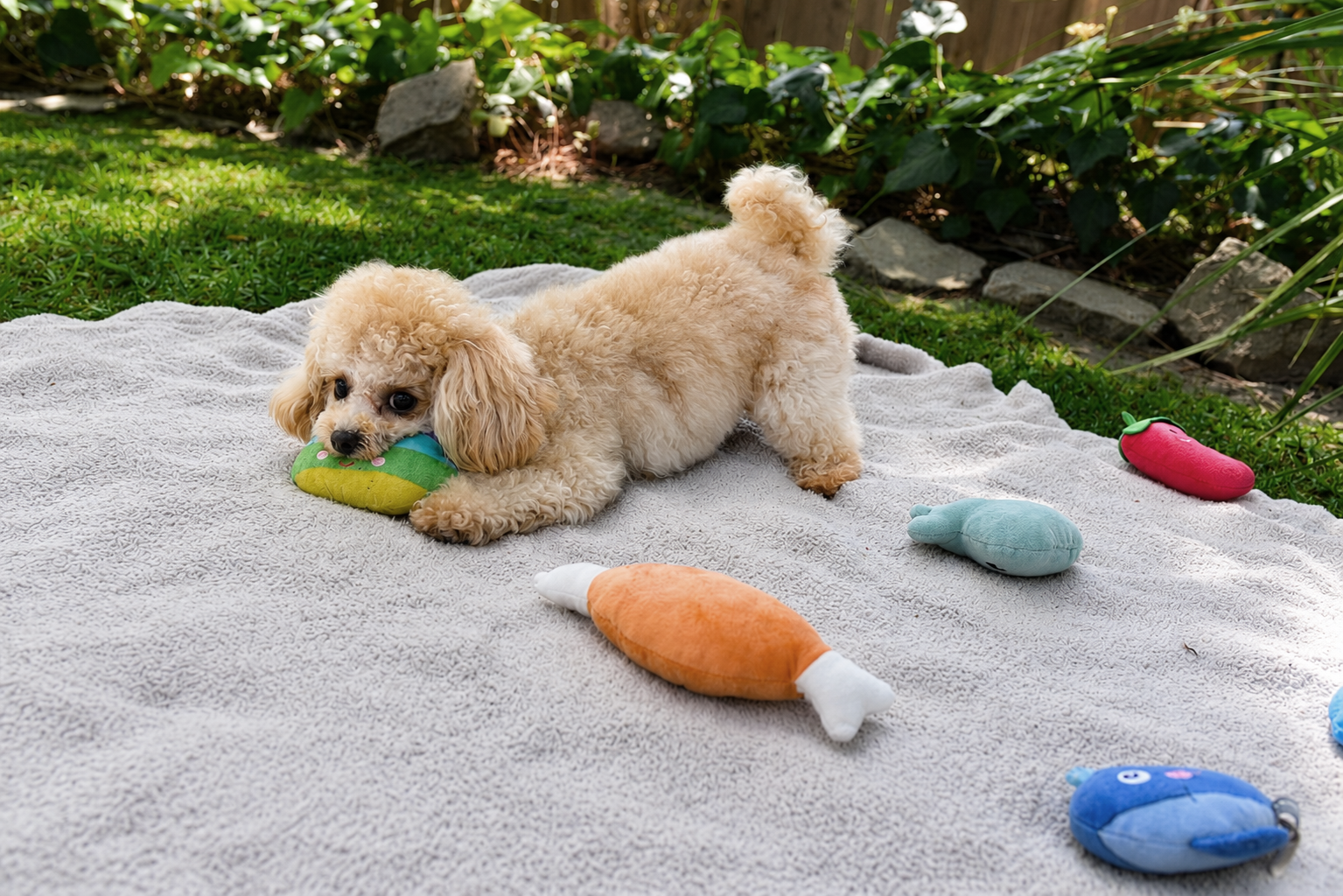UGC 1 — Real Customer + Poodle